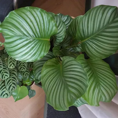 1 Aan Duin * Egmond aan Zee