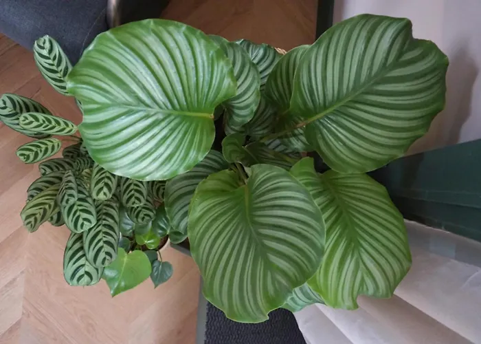 1 Aan Duin * Egmond aan Zee